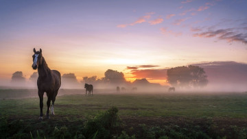 Картинка животные лошади утро кони