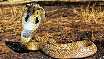 Картинка животные змеи +питоны +кобры сухая трава кобра