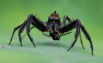Картинка животные пауки фон макро насекомое