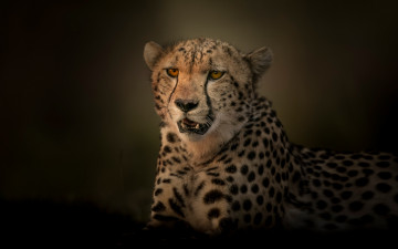 Картинка животные гепарды портрет хищник гепард дикая кошка фон