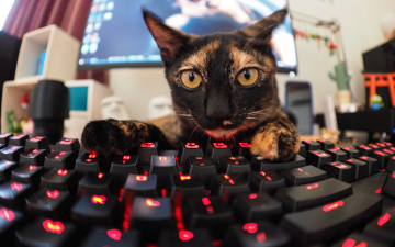 Картинка животные коты клавиатура кот