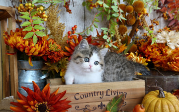 Картинка животные коты осень цветы ящик котенок тыква листья