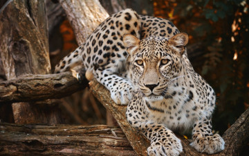 Картинка животные леопарды хищник леопард дерево дикая природа кошка опасный зверь