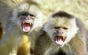 Картинка животные обезьяны пара крик мартышки