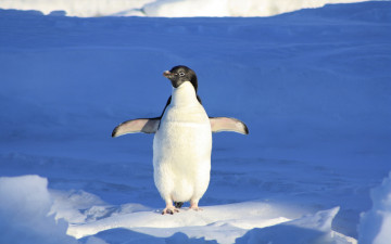 обоя животные, пингвины, снег, пингвин, лед