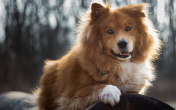 Картинка животные собаки щенок мохнатый боке порода собака природа бревно