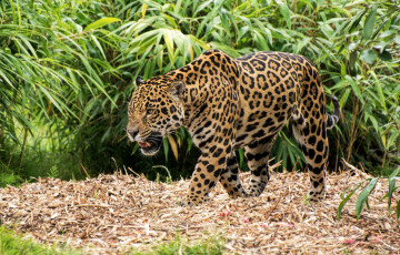 Картинка животные Ягуары ягуар пятна хищник