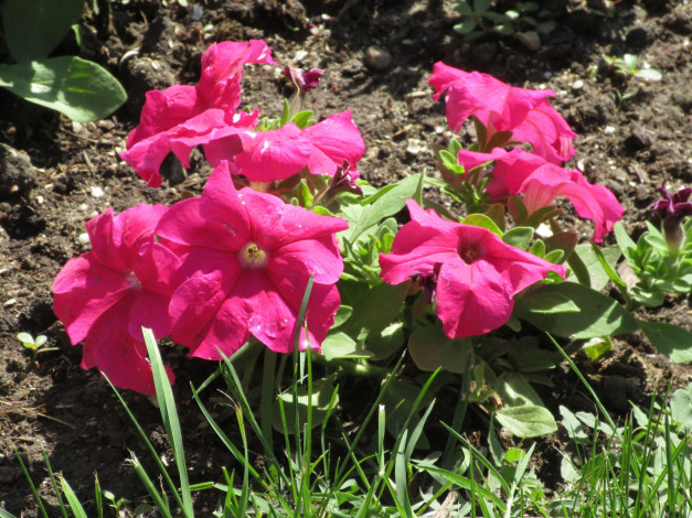 Обои картинки фото цветы, петунии,  калибрахоа, весна, 2018