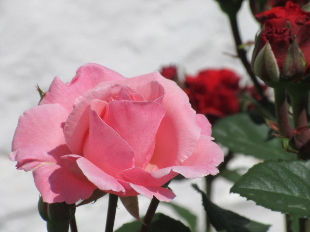 Обои картинки фото цветы, розы, весна, 2018