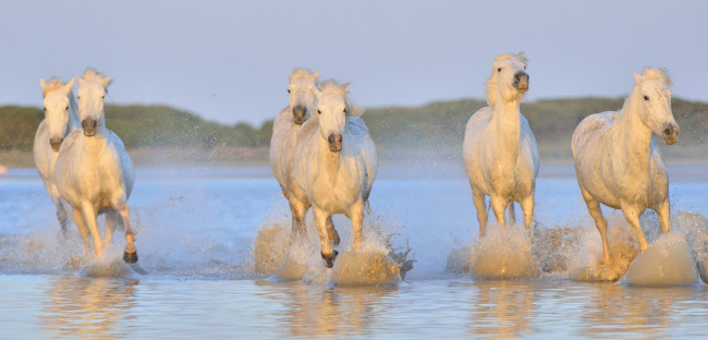 Обои картинки фото животные, лошади, вода, брызги, белые