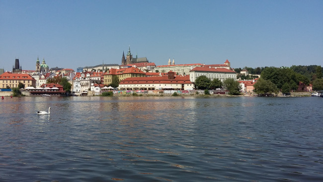 Обои картинки фото города, прага , Чехия, лебеди, река, влтава