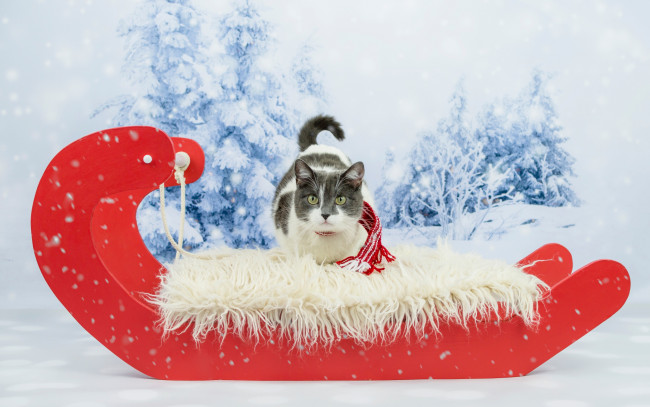 Обои картинки фото животные, коты, ели, снег, кот, сани, шарф