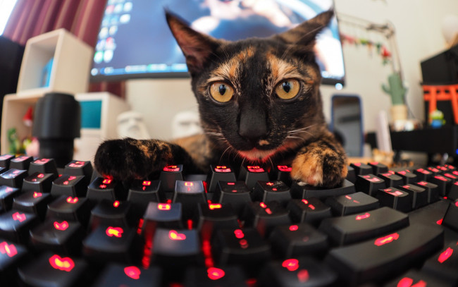 Обои картинки фото животные, коты, клавиатура, кот