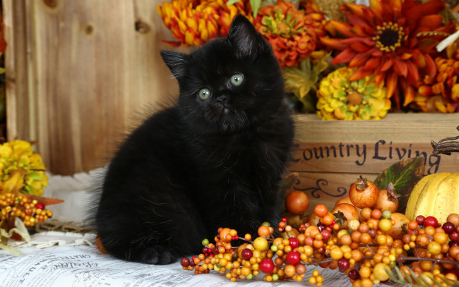 Обои картинки фото животные, коты, котенок, черный, тыква, ягоды, цветы, ящик