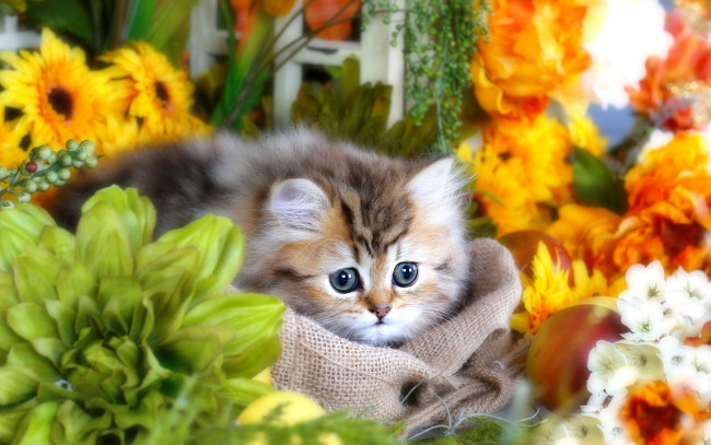 Обои картинки фото животные, коты, котенок, мешок, цветы