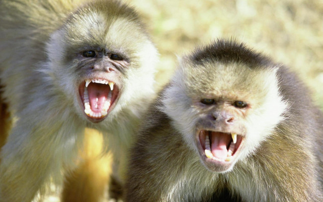 Обои картинки фото животные, обезьяны, пара, крик, мартышки