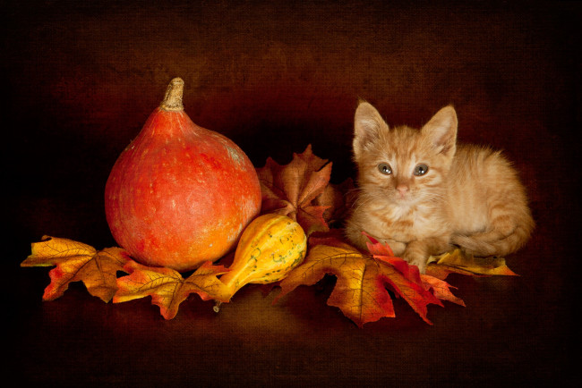 Обои картинки фото животные, коты, осенний, котёнок, натюрморт, лежит, тыква, тыквы, урожай, котенок, мордочка, темный, фон, поза, осень, малыш, рыжий, листья, взгляд, кошка