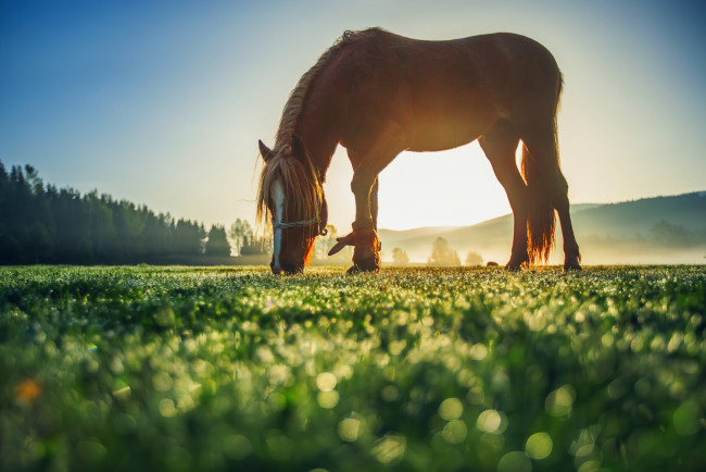 Обои картинки фото животные, лошади, деревья, рассвет, поляна, конь