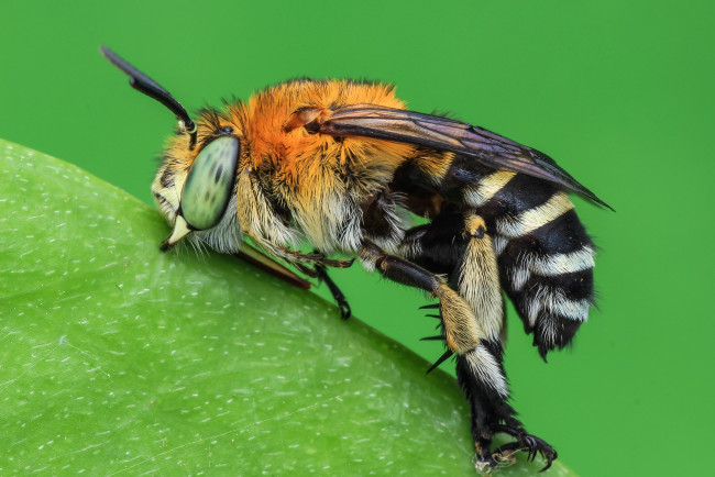 Обои картинки фото животные, пчелы,  осы,  шмели, фон, насекомое, макро