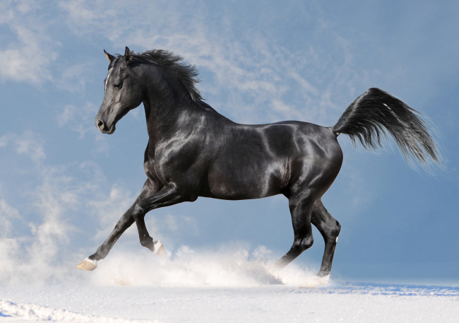 Обои картинки фото животные, лошади, снег, небо, вороной, конь