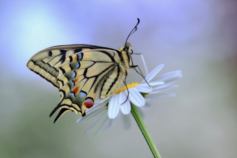 Картинка животные бабочки +мотыльки +моли цветок бабочка боке махаон