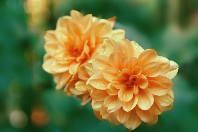 Обои картинки фото цветы, георгины, оранжевый, георгин, макро, капли