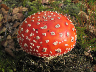 Картинка мухомор природа грибы яркий красный ядовитый