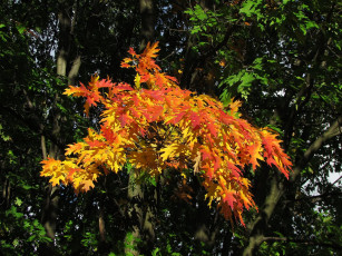 Картинка природа листья желтый красный зеленый осень