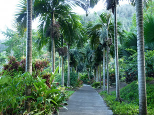 Картинка природа тропики дорожка пальмы
