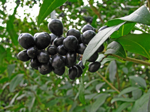 Картинка природа Ягоды черные ягоды зеленые листья