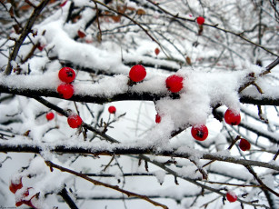 Картинка природа Ягоды снег ветки