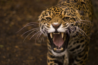 Картинка животные Ягуары кошка клыки пасть морда хищник