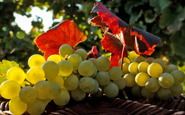 Картинка еда виноград гроздья