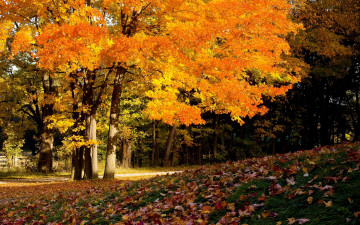 обоя природа, деревья, осень, листья