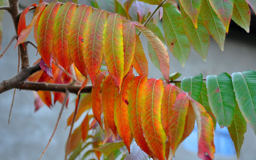 Картинка природа листья осень ветка