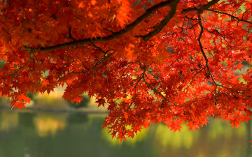 обоя природа, листья, вода, ветка, осень
