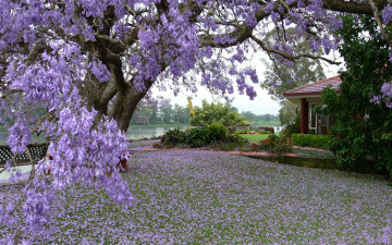 Картинка природа парк дерево река цветы дом