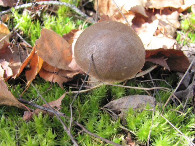 Обои картинки фото подберезовик, природа, грибы, мох, листья