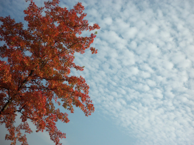 Обои картинки фото природа, деревья, осень, облака, небо