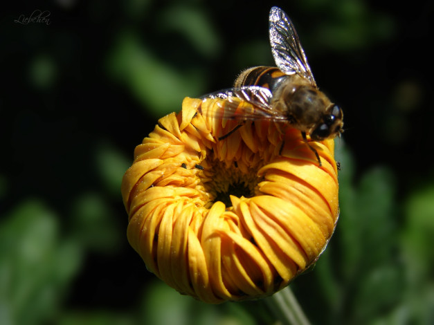 Обои картинки фото животные, пчелы, осы, шмели, бутон, пчела