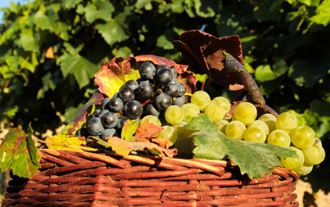 Обои картинки фото еда, виноград, урожай, корзина, гроздья