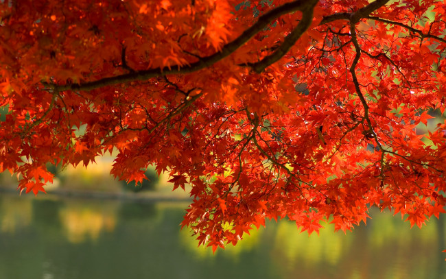 Обои картинки фото природа, листья, вода, ветка, осень