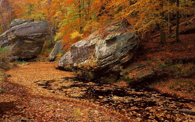 Обои картинки фото природа, реки, озера, лес, река, деревья, осень, листья, камни