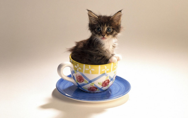 Обои картинки фото животные, коты, котёнок, чашка