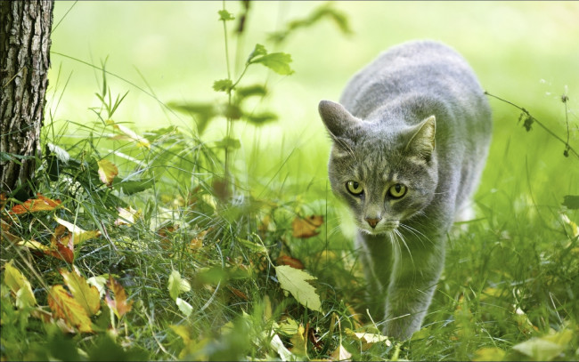 Обои картинки фото животные, коты, трава, листья