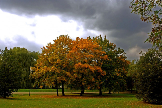 Обои картинки фото природа, деревья, туча, осень