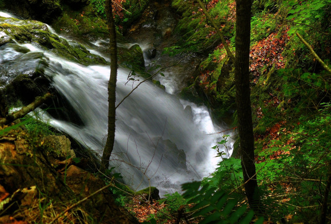Обои картинки фото природа, водопады, поток, лес, деревья, камни, вода