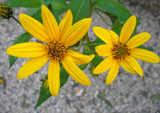 Картинка цветы рудбекия желтые лепестки