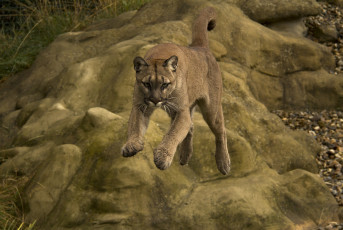 Картинка животные пумы прыжок горный лев