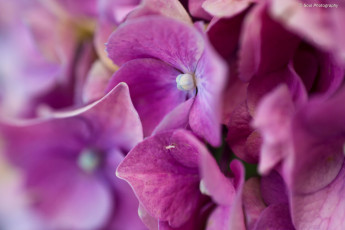 Картинка цветы гортензия гортензии